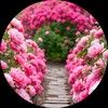 peonypathway